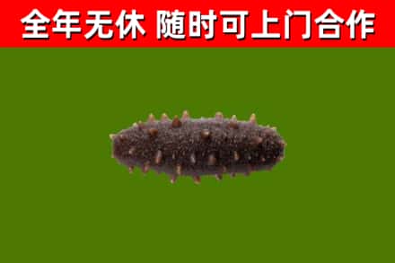 阜城县烟酒回收干海参.jpg